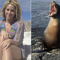 Shakira'ya 'Denizaslanı' Saldırdı!